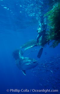 Ocean sunfish, videographer and drift kelp, open ocean, Mola mola, San Diego, California