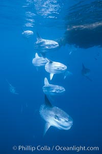 Ocean sunfish schooling near drift kelp, soliciting cleaner fishes, open ocean, Baja California, Mola mola