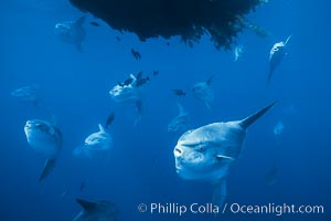 Ocean sunfish schooling near drift kelp, soliciting cleaner fishes, open ocean, Baja California, Mola mola