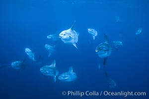 Ocean sunfish schooling near drift kelp, soliciting cleaner fishes, open ocean, Baja California., Mola mola, natural history stock photograph, photo id 06317