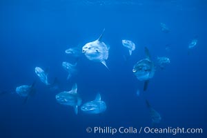 Ocean sunfish schooling near drift kelp, soliciting cleaner fishes, open ocean, Baja California, Mola mola