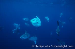 Ocean sunfish schooling near drift kelp, soliciting cleaner fishes, open ocean, Baja California, Mola mola
