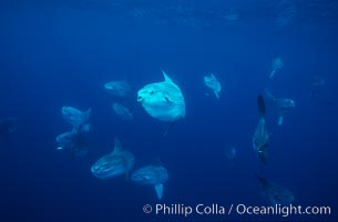 Ocean sunfish schooling near drift kelp, soliciting cleaner fishes, open ocean, Baja California, Mola mola