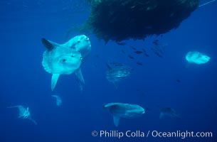 Ocean sunfish schooling near drift kelp, soliciting cleaner fishes, open ocean, Baja California, Mola mola