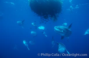 Ocean sunfish schooling near drift kelp, soliciting cleaner fishes, open ocean, Baja California, Mola mola