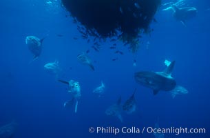 Ocean sunfish schooling near drift kelp, soliciting cleaner fishes, open ocean, Baja California, Mola mola