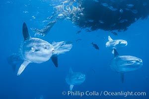 Ocean sunfish schooling near drift kelp, soliciting cleaner fishes, open ocean, Baja California, Mola mola