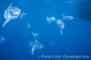 Ocean sunfish schooling near drift kelp, soliciting cleaner fishes, open ocean, Baja California, Mola mola