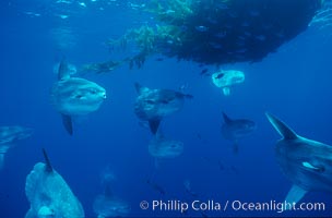 Ocean sunfish schooling near drift kelp, soliciting cleaner fishes, open ocean, Baja California, Mola mola