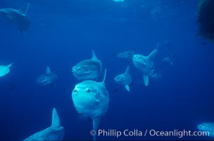 Ocean sunfish schooling near drift kelp, soliciting cleaner fishes, open ocean, Baja California, Mola mola