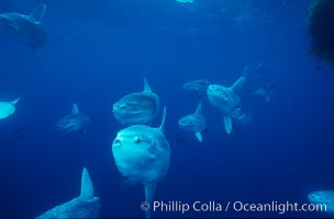 Ocean sunfish schooling near drift kelp, soliciting cleaner fishes, open ocean, Baja California, Mola mola