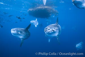 Ocean sunfish schooling near drift kelp, soliciting cleaner fishes, open ocean, Baja California., Mola mola, natural history stock photograph, photo id 06331