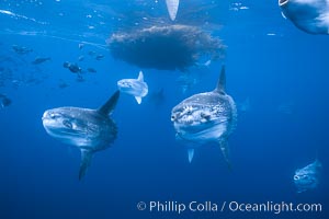 Ocean sunfish schooling near drift kelp, soliciting cleaner fishes, open ocean, Baja California, Mola mola