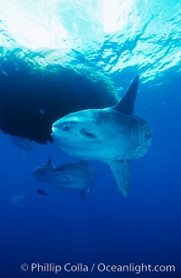 Ocean sunfish schooling near drift kelp, soliciting cleaner fishes, open ocean, Baja California, Mola mola