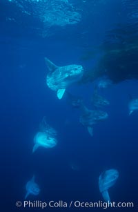 Ocean sunfish schooling near drift kelp, soliciting cleaner fishes, open ocean, Baja California, Mola mola