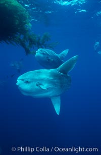 Ocean sunfish schooling near drift kelp, soliciting cleaner fishes, open ocean, Baja California, Mola mola