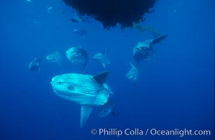 Ocean sunfish schooling near drift kelp, soliciting cleaner fishes, open ocean, Baja California, Mola mola