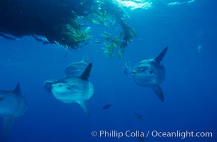 Ocean sunfish schooling near drift kelp, soliciting cleaner fishes, open ocean, Baja California., Mola mola, natural history stock photograph, photo id 06340
