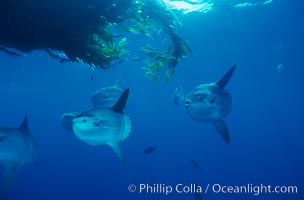 Ocean sunfish schooling near drift kelp, soliciting cleaner fishes, open ocean, Baja California, Mola mola