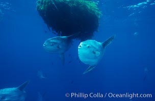 Ocean sunfish schooling near drift kelp, soliciting cleaner fishes, open ocean, Baja California, Mola mola