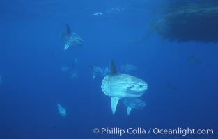 Ocean sunfish schooling near drift kelp, soliciting cleaner fishes, open ocean, Baja California, Mola mola