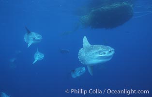 Ocean sunfish schooling near drift kelp, soliciting cleaner fishes, open ocean, Baja California, Mola mola