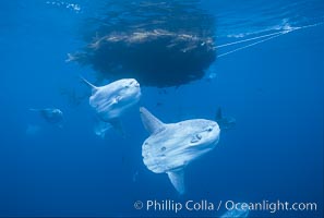 Ocean sunfish schooling near drift kelp, soliciting cleaner fishes, open ocean, Baja California, Mola mola