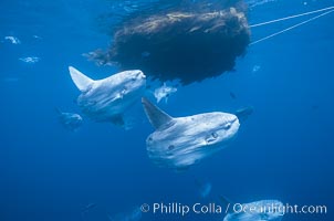 Ocean sunfish schooling near drift kelp, soliciting cleaner fishes, open ocean, Baja California, Mola mola