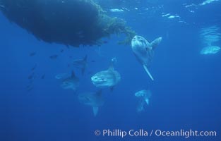 Ocean sunfish schooling near drift kelp, soliciting cleaner fishes, open ocean, Baja California, Mola mola