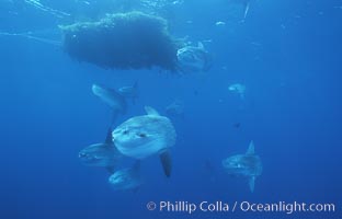 Ocean sunfish schooling near drift kelp, soliciting cleaner fishes, open ocean, Baja California, Mola mola