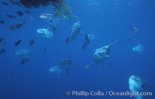 Ocean sunfish schooling near drift kelp, soliciting cleaner fishes, open ocean, Baja California, Mola mola