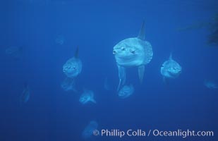 Ocean sunfish schooling near drift kelp, soliciting cleaner fishes, open ocean, Baja California, Mola mola