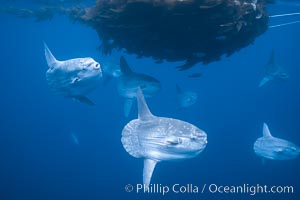 Ocean sunfish schooling near drift kelp, soliciting cleaner fishes, open ocean, Baja California, Mola mola