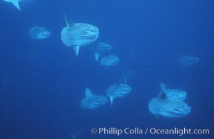 Ocean sunfish schooling near drift kelp, soliciting cleaner fishes, open ocean, Baja California, Mola mola