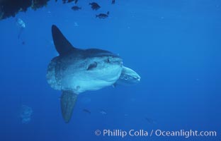 Ocean sunfish near drift kelp, open ocean, Baja California, Mola mola