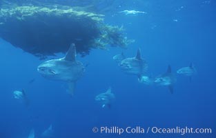 Ocean sunfish schooling near drift kelp, soliciting cleaner fishes, open ocean, Baja California, Mola mola