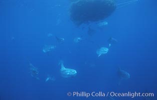 Ocean sunfish schooling near drift kelp, soliciting cleaner fishes, open ocean, Baja California, Mola mola