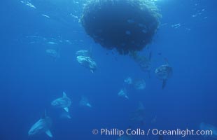 Ocean sunfish schooling near drift kelp, soliciting cleaner fishes, open ocean, Baja California, Mola mola