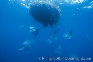 Ocean sunfish schooling near drift kelp, soliciting cleaner fishes, open ocean, Baja California, Mola mola