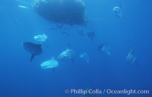 Ocean sunfish schooling near drift kelp, soliciting cleaner fishes, open ocean, Baja California., Mola mola, natural history stock photograph, photo id 06360