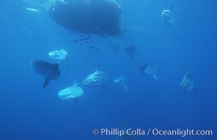 Ocean sunfish schooling near drift kelp, soliciting cleaner fishes, open ocean, Baja California, Mola mola