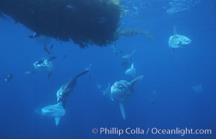 Ocean sunfish schooling near drift kelp, soliciting cleaner fishes, open ocean, Baja California., Mola mola, natural history stock photograph, photo id 06361