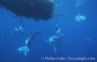 Ocean sunfish schooling near drift kelp, soliciting cleaner fishes, open ocean, Baja California, Mola mola