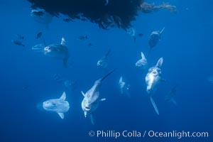 Ocean sunfish schooling near drift kelp, soliciting cleaner fishes, open ocean, Baja California, Mola mola