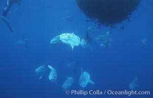 Ocean sunfish schooling near drift kelp, soliciting cleaner fishes, open ocean, Baja California, Mola mola