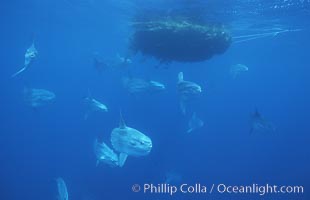 Ocean sunfish schooling near drift kelp, soliciting cleaner fishes, open ocean, Baja California, Mola mola