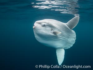 Ocean Sunfish (Mola mola) Photographs