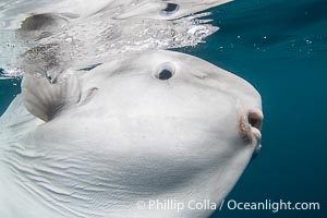 Mouth, eye and pectoral fin of the Ocean Sunfish, Mola mola, near San Diego, Mola mola