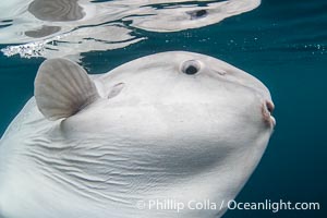 Ocean Sunfish Mola mola Swims in the Open Ocean, near San Diego, Mola mola