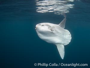 Ocean Sunfish Mola mola Swims in the Open Ocean, near San Diego, Mola mola